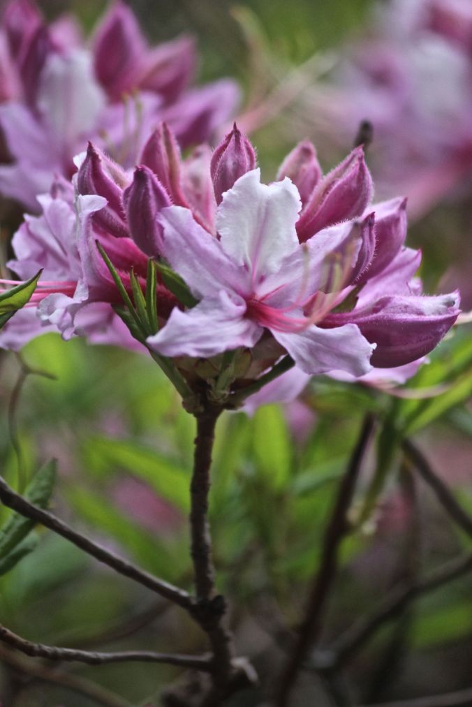 maine mount desert island azalea garden flower 1