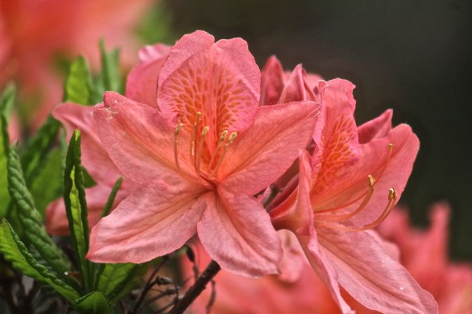 maine mount desert island azalea garden flower 2
