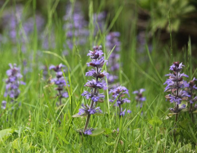 maine mount desert island azalea garden flower 3