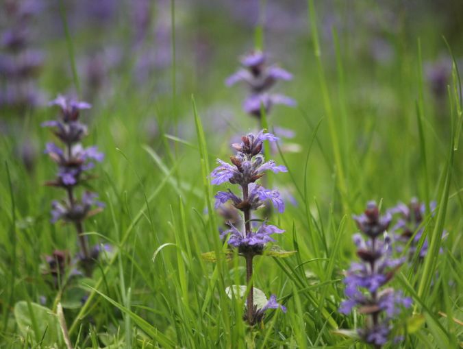 maine mount desert island azalea garden flower 4