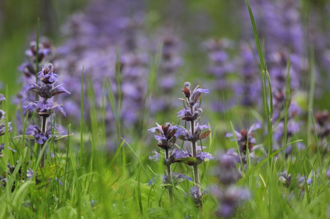 maine mount desert island azalea garden flower 5