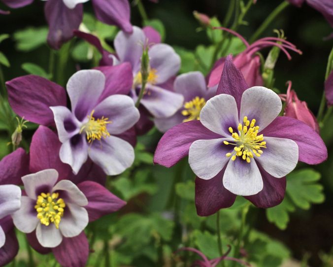 maine mount desert island azalea garden flower 6