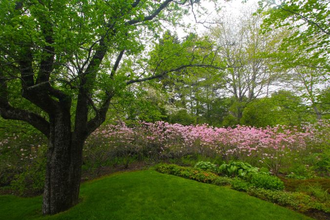 maine mount desert island azalea garden tree flowers