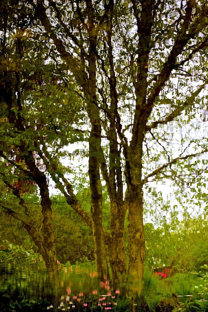 maine mount desert island azalea garden water reflection