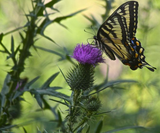 boston peddocks island butterfly