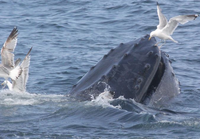 boston whale watch august 6 2016 16