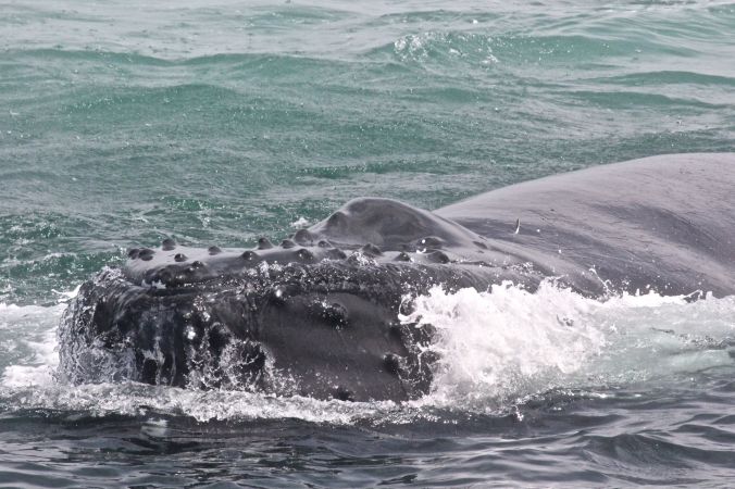 boston whale watch august 6 2016 2