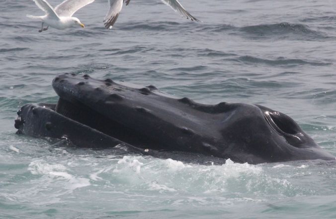 boston whale watch august 6 2016 4