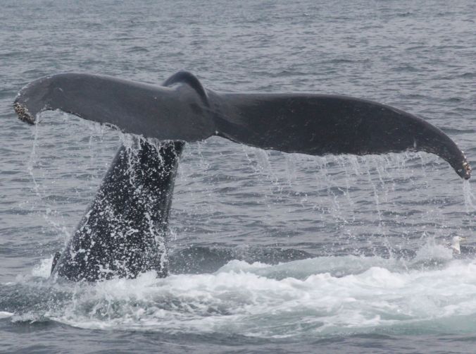 boston whale watch august 6 2016 6