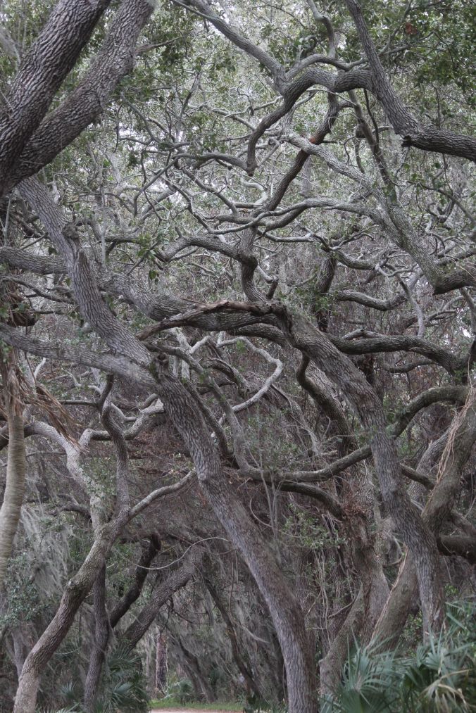 lake-maggiore-florida-nature-preserve-trees-3