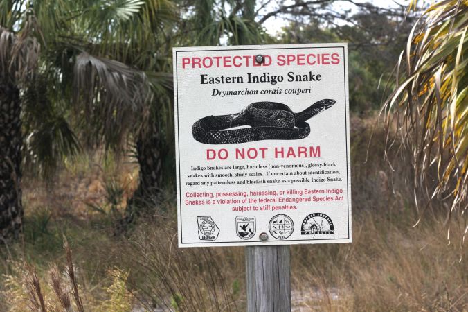 lake-maggiore-florida-nature-preserve-trees-do-not-harm-indigo-snake