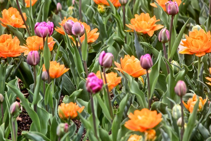boylston tower hill botanic garden 5