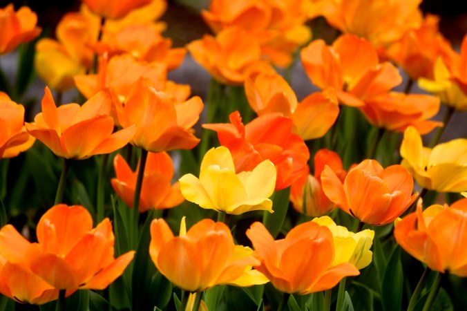 boylston tower hill botanic garden 6