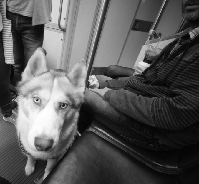 boston c line husky loki 2