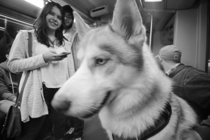 boston c line husky loki 3