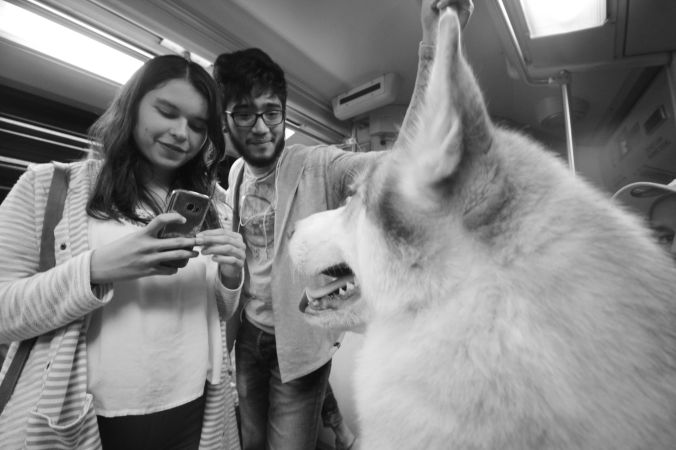 boston c line husky loki 4