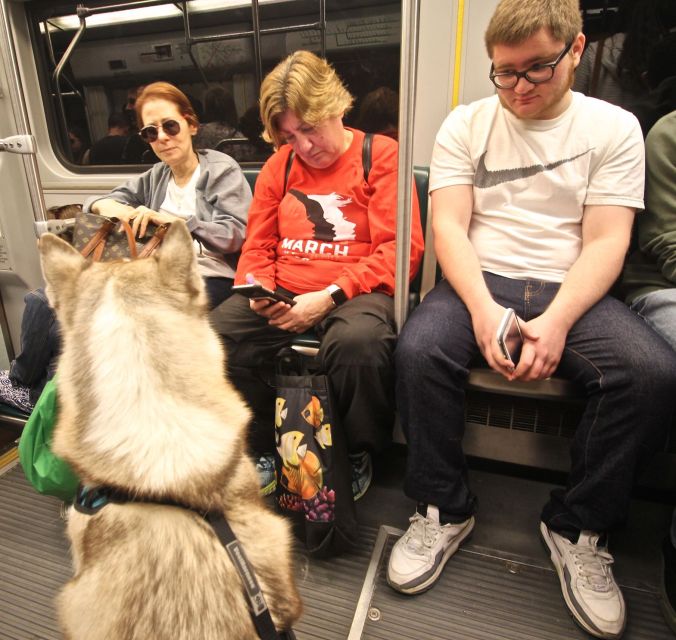 boston c line husky loki