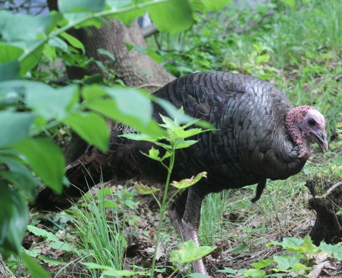brookline turkey walking