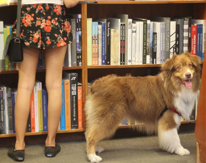 cambridge harvard book store people girl dog