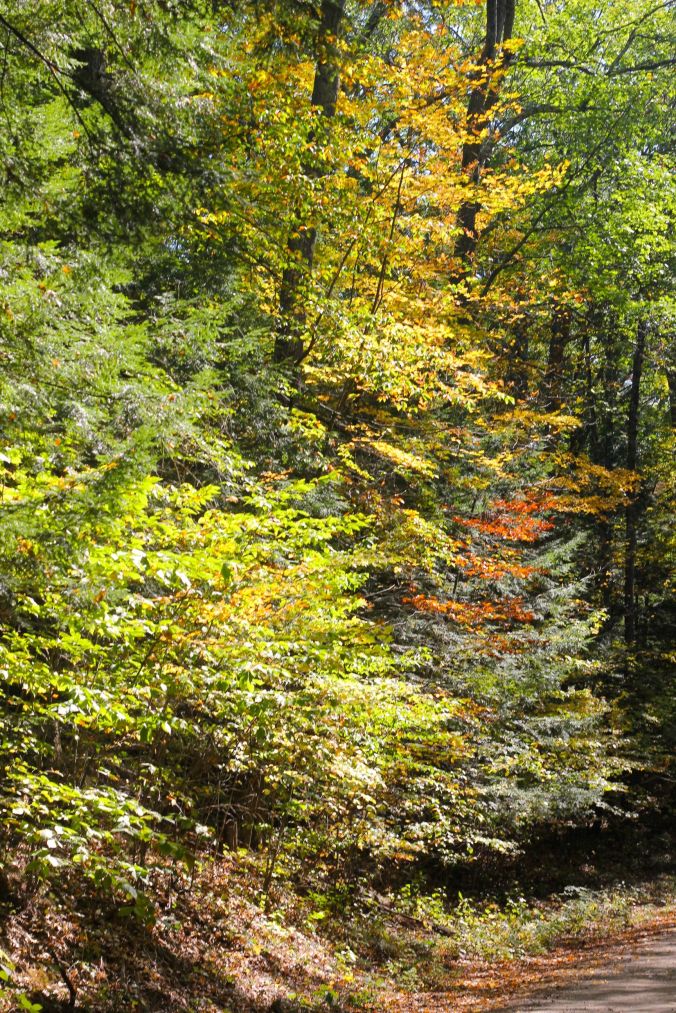 new hampshire swansea foliage 2