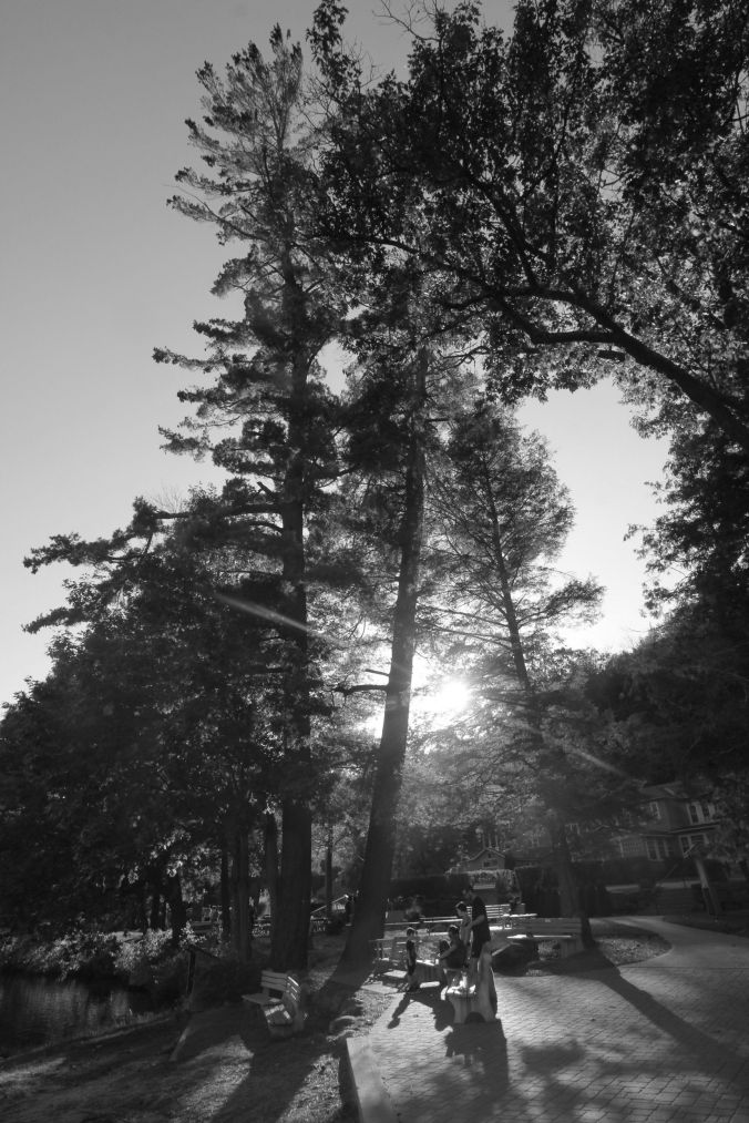 new hampshire swansea tree black white