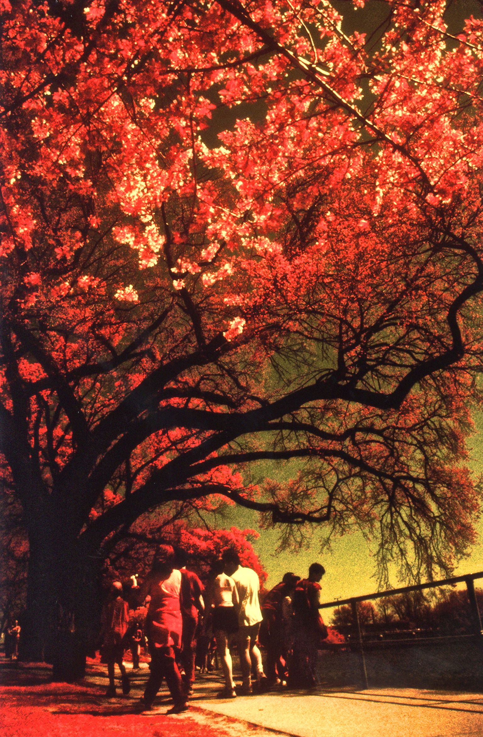 washington dc cherry blossoms color infrared film 2001 1