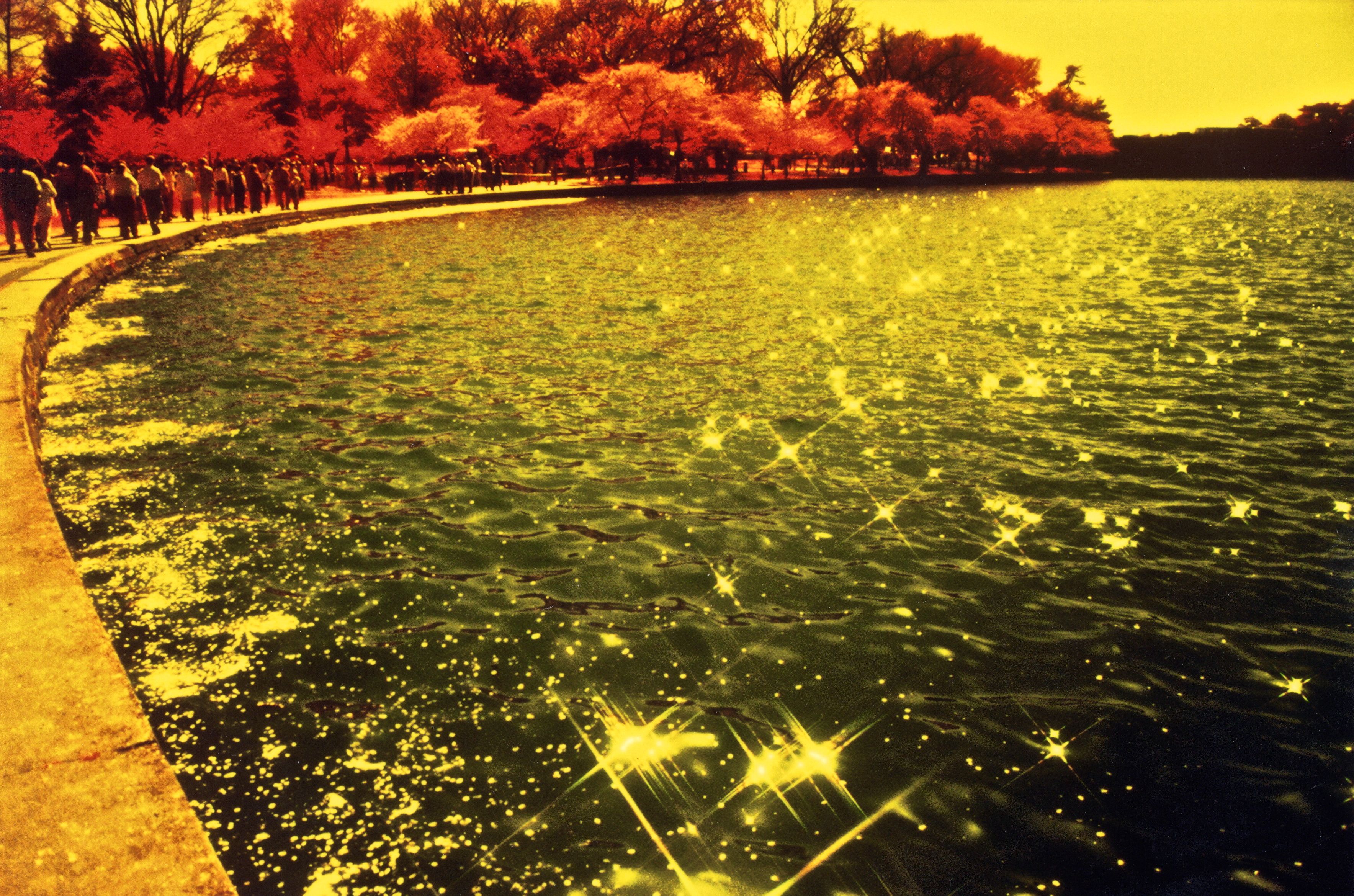 washington dc cherry blossoms color infrared film 2001 2