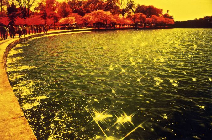 washington dc cherry blossoms color infrared film 2001 2