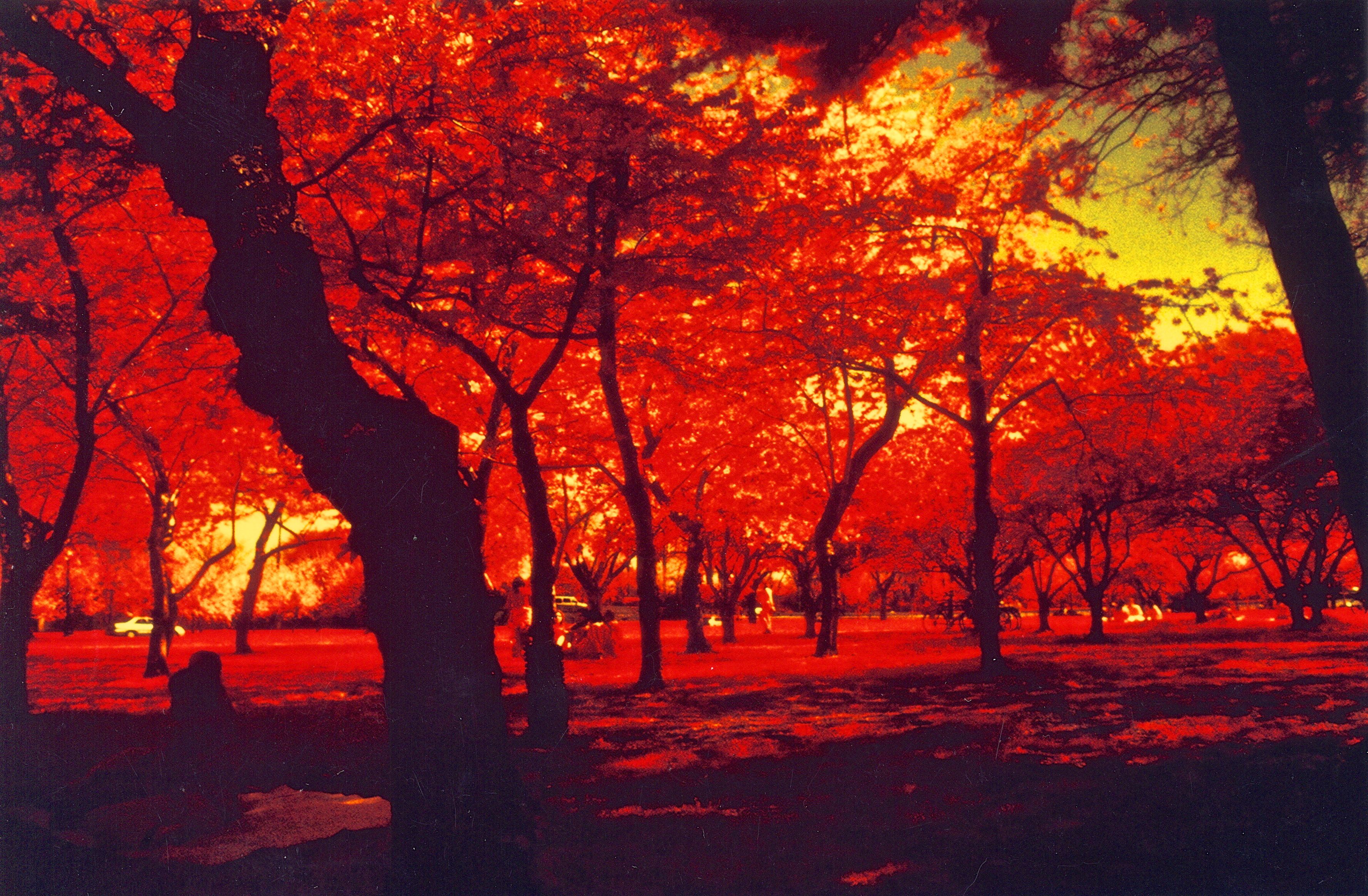 washington dc cherry blossoms color infrared film 2001 3