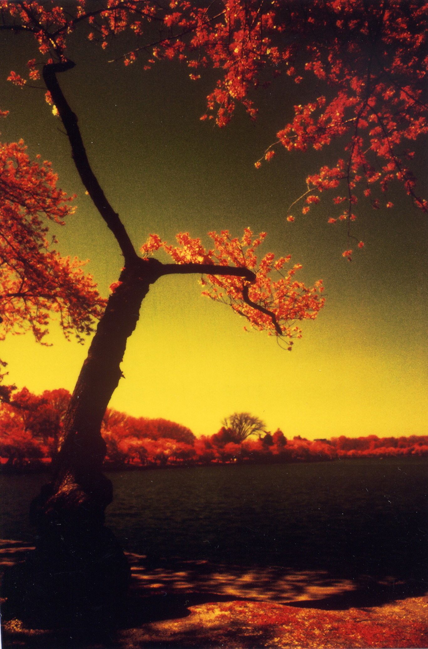 washington dc cherry blossoms color infrared film 2001 4