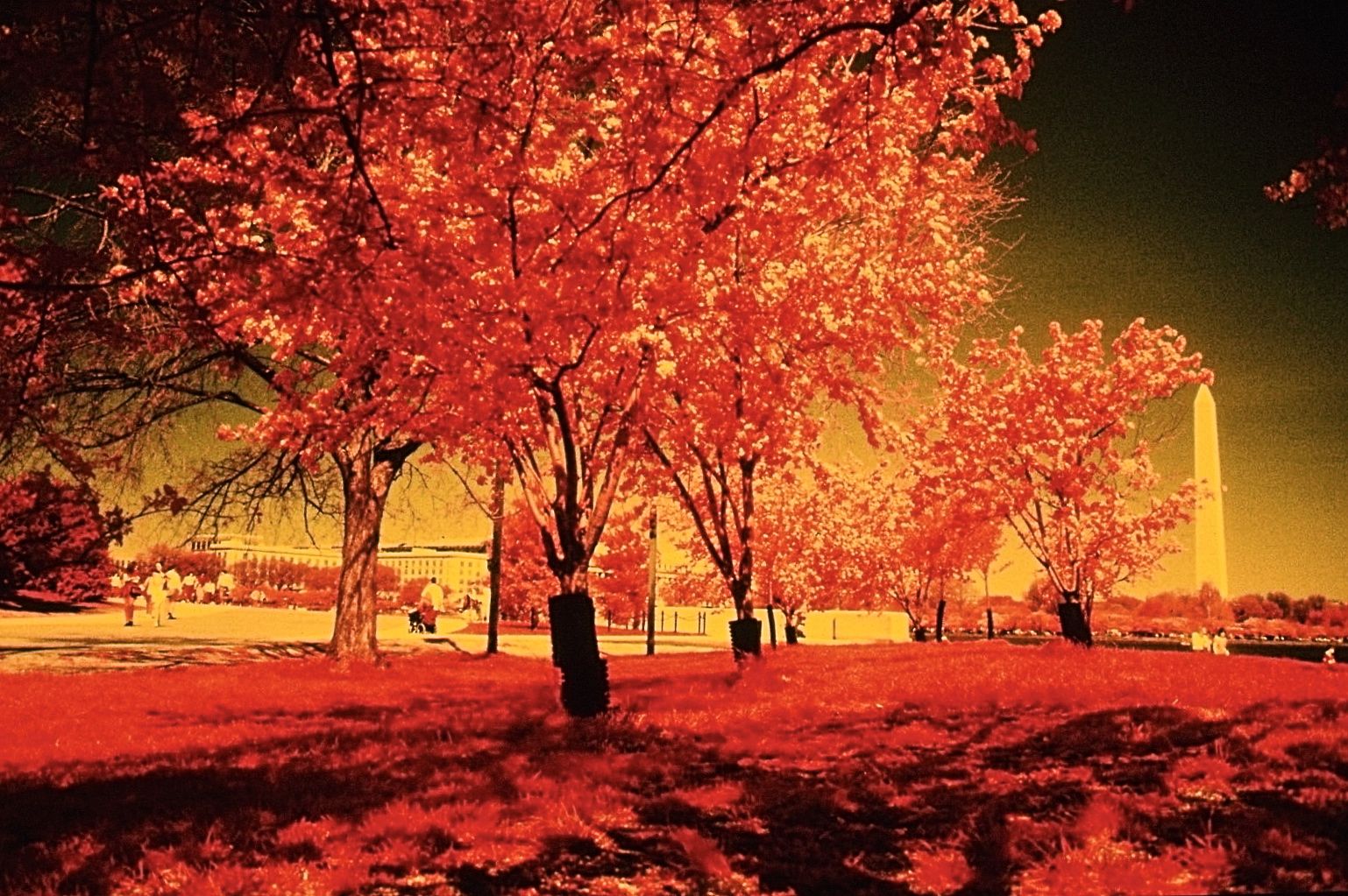 washington dc cherry blossoms color infrared film 2001 5