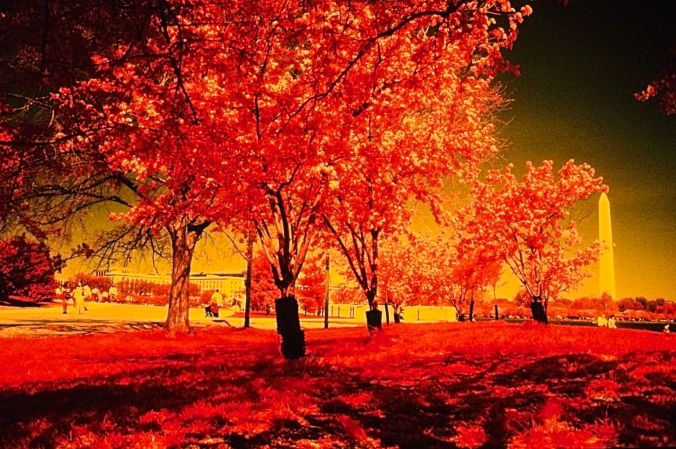 washington dc cherry blossoms color infrared film 2001 5