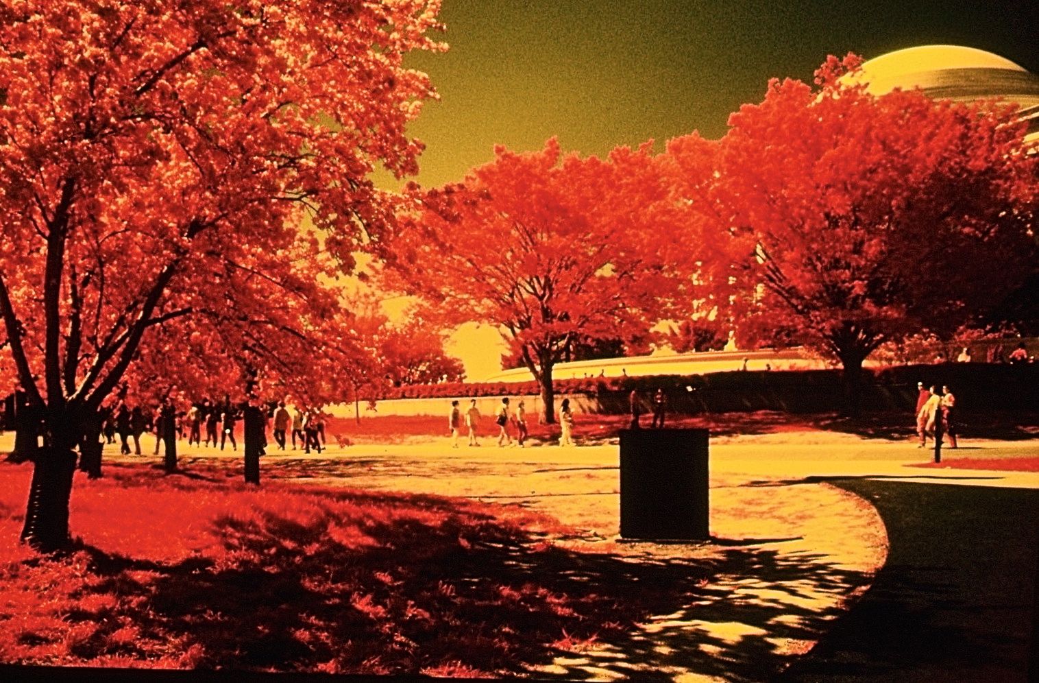 washington dc cherry blossoms color infrared film 2001 7