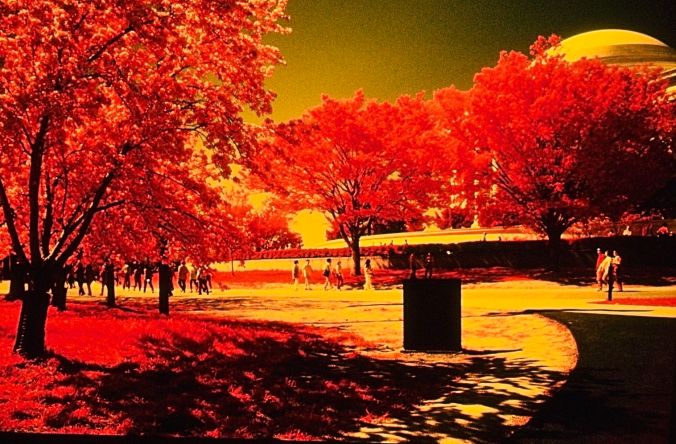 washington dc cherry blossoms color infrared film 2001 7