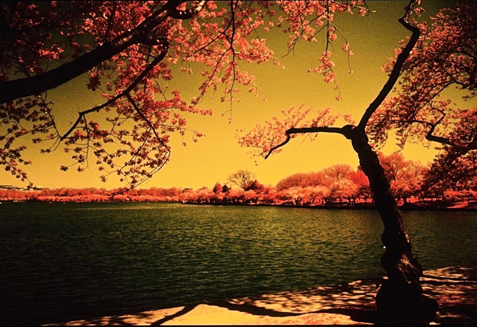 washington dc cherry blossoms color infrared film 2001 8