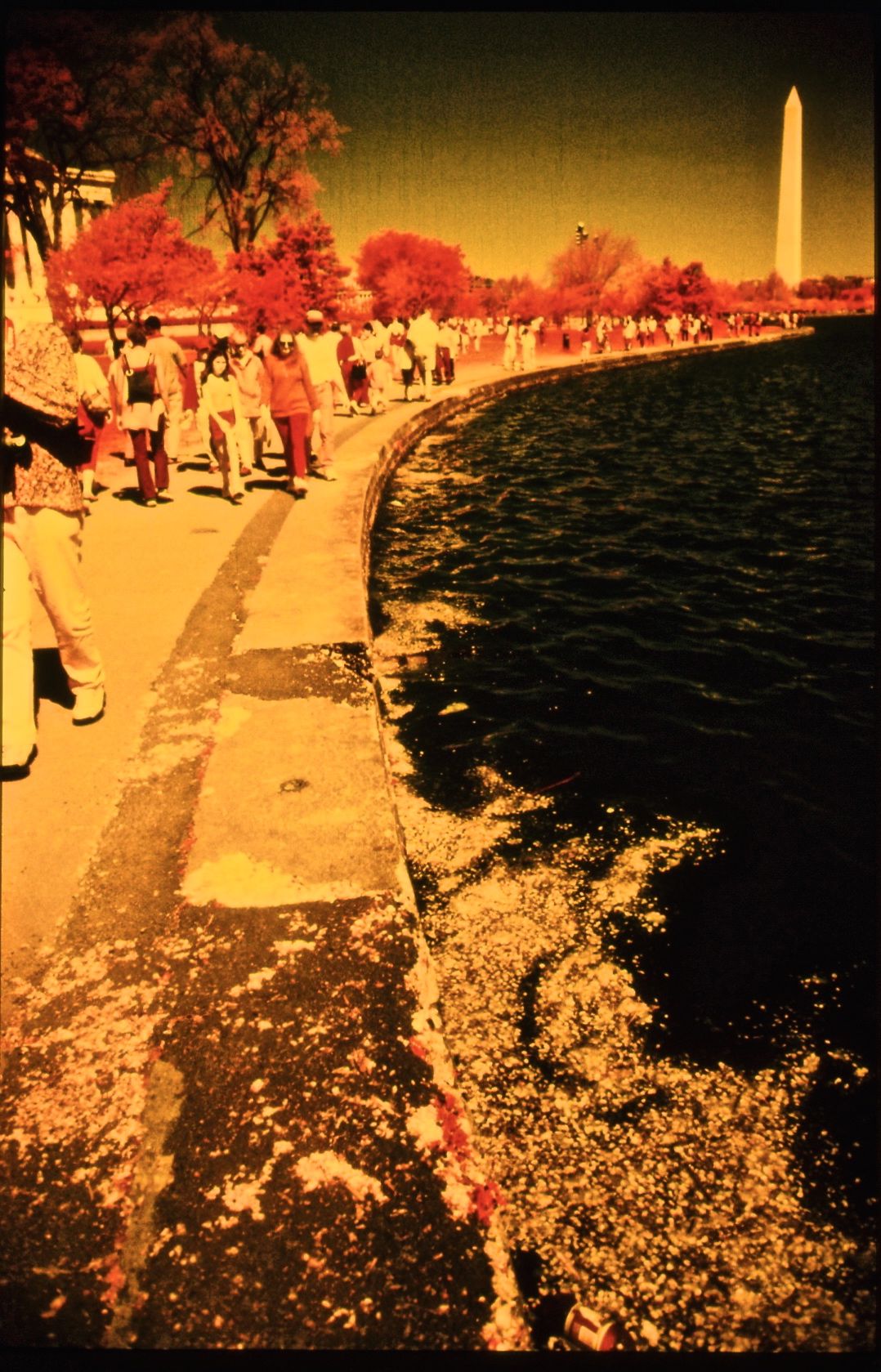washington dc cherry blossoms color infrared film 2001 9